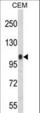 Western blot of ITGB3 Antibody in CEM cell line lysates (35 ug/lane). ITGB3 (arrow) was detected using the purified antibody.(2 ug/ml)