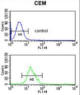 ITGB3 Antibody flow cytometry of CEM cells (bottom histogram) compared to a negative control cell (top histogram). FITC-conjugated goat-anti-rabbit secondary antibodies were used for the analysis.