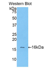 Western blot of recombinant GPT / Alanine Transaminase.