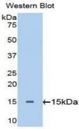 Western blot of recombinant GPT / Alanine Transaminase.