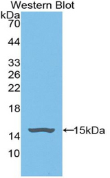 Western blot of recombinant GPT / Alanine Transaminase.