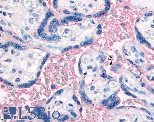 Anti-CD61 antibody LS-A9416 IHC of human placenta, terminal villi, red blood cells. Immunohistochemistry of formalin-fixed, paraffin-embedded tissue after heat-induced antigen retrieval.