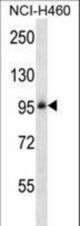 ITGB5 Antibody western blot of NCI-H460 cell line lysates (35 ug/lane). The ITGB5 antibody detected the ITGB5 protein (arrow).