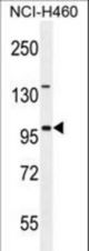 ITIH5 Antibody western blot of NCI-H460 cell line lysates (35 ug/lane). The ITIH5 antibody detected the ITIH5 protein (arrow).