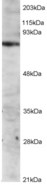 Antibody staining (2 ug/ml) of Jurkat lysate (RIPA buffer, 1.4E+05 cells per lane). Primary incubated for 12 hour. Detected by Western blot of chemiluminescence.