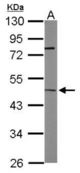 Sample (50 ug of whole cell lysate). A: Mouse brain. 10% SDS PAGE. ITPK1 antibody diluted at 1:1000.