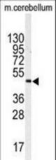 Western blot of anti-ITPKA Antibody in mouse cerebellum tissue lysates (35 ug/lane). ITPKA(arrow) was detected using the purified antibody.