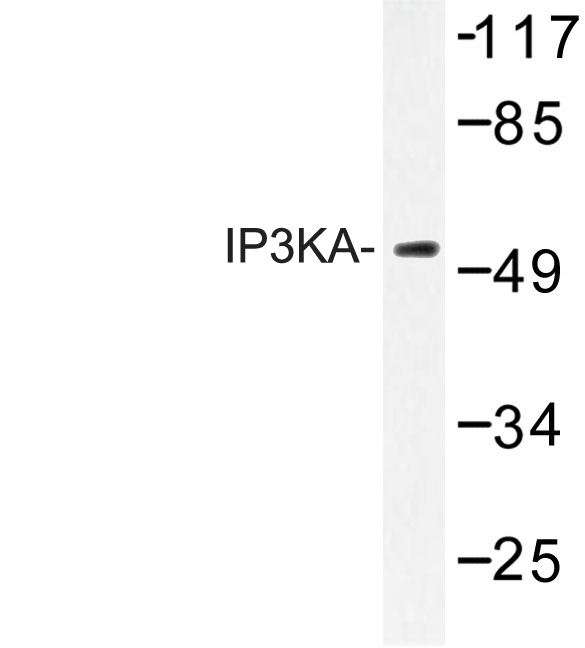 Western blot of IP3KA (H431) pAb in extracts from HuvEc cells.
