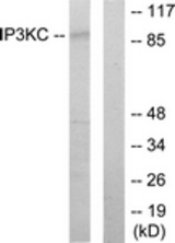 Western blot of extracts from HT-29 cells, using IP3KC Antibody. The lane on the right is treated with the synthesized peptide.