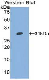 Western blot of recombinant GPV / CD42d.