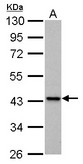 IVD antibody detects IVD protein by Western blot analysis. A. 30 ug PC-12 whole cell lysate/extract. 10 % SDS-PAGE. IVD antibody dilution:1:1000