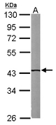 Sample (50 ug of whole cell lysate). A: Mouse brain. 10% SDS PAGE. IVD antibody diluted at 1:1000.