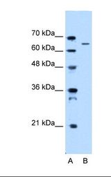Lane A: Marker. Lane B: HepG2 cell lysate. Antibody concentration: 0.5 ug/ml. Gel concentration: 12%.