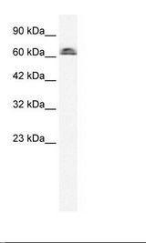 K562 Cell Lysate