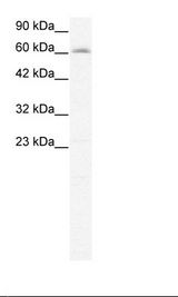 HepG2 Cell Lysate