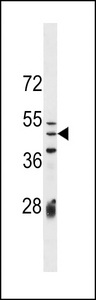 IZUM1 Antibody western blot of CEM cell line lysates (35 ug/lane). The IZUM1 antibody detected the IZUM1 protein (arrow).