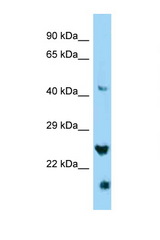 IZUMO4 antibody LS-C146424 Western blot of HepG2 Cell lysate. Antibody concentration 1 ug/ml.