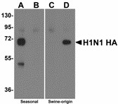 Western blot of Hemagglutinin using recombinant seasonal Hemagglutinin (lanes A & B) and swine-origin Hemagglutinin (lanes C & D) with anti-seasonal Hemagglutinin antibody (LS-C108541) at 2 ug/ml (lanes A & C) and anti-swine-origin Hemagglutinin antibody (LS-C108542) at 2 ug/ml (lanes B & D). Below: Swine-origin Hemagglutinin antibody at 2 ug/ml specifically recognizes swine-origin influenza virus (S-OIV) A H1N1 but not seasonal influenza virus A H1N1 Hemagglutinin protein. ELISA results using Swine H1N1 Hemagglutinin antibody at 1 ug/ml and the blocking and corresponding peptides at 50, 10, 2 and 0 ng/ml.