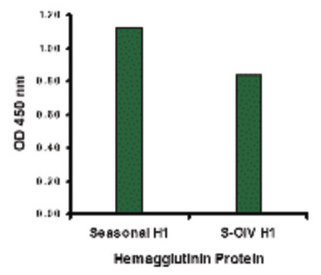 Seasonal Influenza A Hemagglutinin antibody (2 ug/ml) recognizes seasonal influenza A (H1N1), and to a lesser extent swine-origin influenza A (S-OIV, H1N1), Hemagglutinin protein in ELISA.