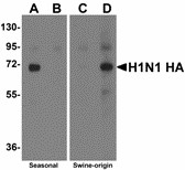 Western blot of Hemagglutinin using recombinant seasonal Hemagglutinin (lanes A & B) and swine-origin Hemagglutinin (lanes C & D) with anti-seasonal Hemagglutinin antibody (LS-C108527) at 2 ug/ml (lanes A & C) and anti-swine-origin Hemagglutinin antibody (LS-C108540) at 2 ug/ml (lanes B & D). Below: Seasonal Influenza A Hemagglutinin antibody (2 ug/ml) recognizes seasonal influenza A (H1N1), and to a lesser extent swine-origin influenza A (S-OIV, H1N1), Hemagglutinin protein in ELISA. ELISA results using Seasonal H1N1 Hemagglutinin antibody at 1 ug/ml and the blocking and corresponding peptides at 50, 10, 2 and 0 ng/ml.
