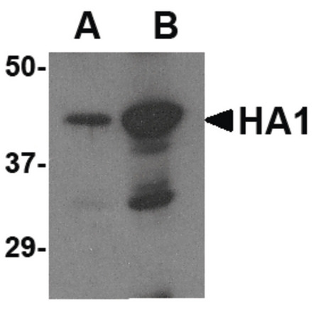 Western blot of (A) 5 ng and (B) 25 ng of recombinant HA1 with Avian Influenza Hemagglutinin 2 antibody at 1 ug/ml.