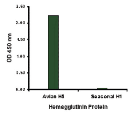 Hemaglutinin antibody at 1 ug/ml specifically recognizes Avian H5N1 influenza virus but not seasonal influenza virus A H1N1 Hemagglutinin protein.