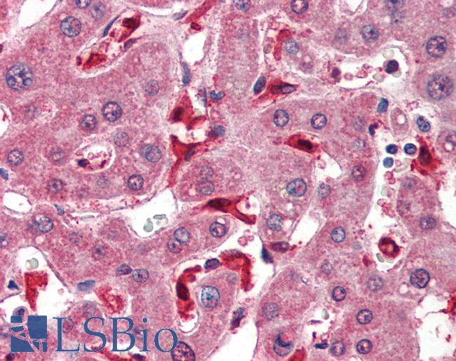 Anti-GPX1 antibody IHC of human liver. Immunohistochemistry of formalin-fixed, paraffin-embedded tissue after heat-induced antigen retrieval. Antibody LS-B3242 concentration 75 ug/ml.