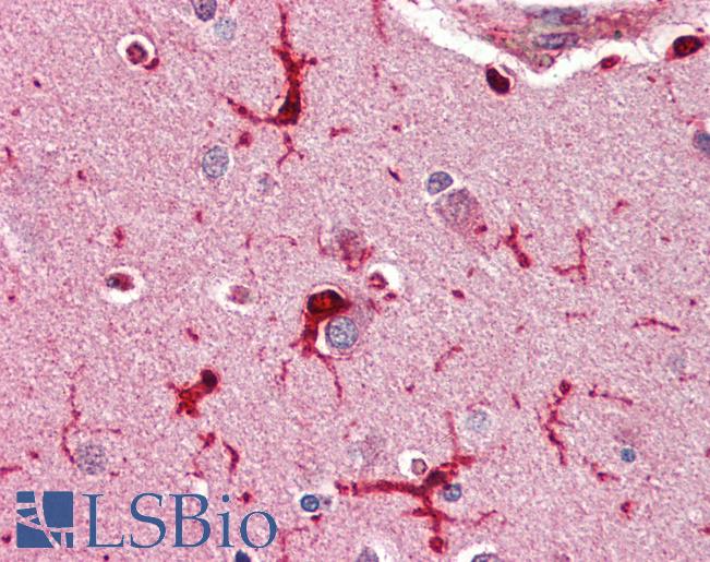 Anti-GPX1 antibody IHC of human brain, cortex. Immunohistochemistry of formalin-fixed, paraffin-embedded tissue after heat-induced antigen retrieval. Antibody LS-B3242 concentration 75 ug/ml.