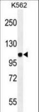 JAG1 Antibody western blot of K562 cell line lysates (35 ug/lane). The JAG1 antibody detected the JAG1 protein (arrow).