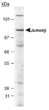Detection of jumonji protein in E16 mouse brain lysate using antibody at 2 ug/ml.