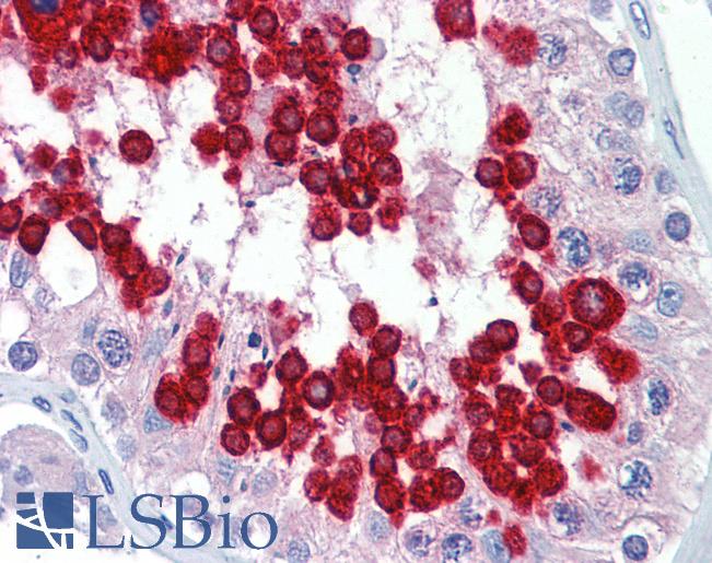 Anti-JAZF1 antibody IHC of human testis. Immunohistochemistry of formalin-fixed, paraffin-embedded tissue after heat-induced antigen retrieval. Antibody LS-B3537 concentration 5 ug/ml.