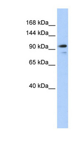 AMOTL1 antibody LS-C101991 Western blot of 293T cell lysate.