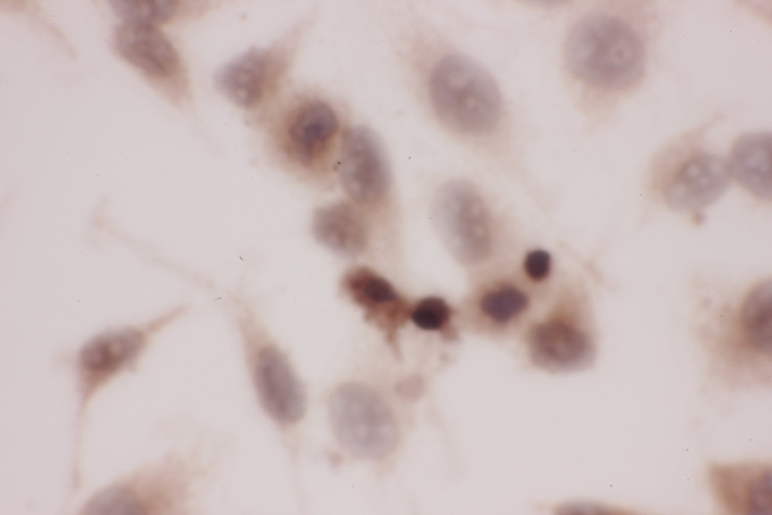 GPX2 antibody. ICC: HELA Cell.