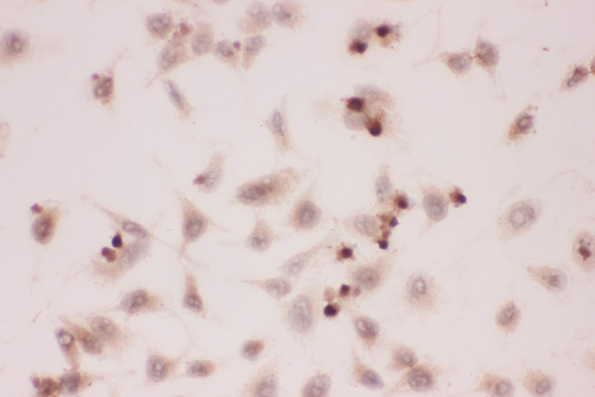 GPX2 antibody. ICC: HELA Cell.