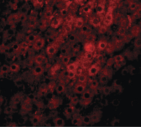 Immunofluorescence of JMJD1C in rat liver tissue with JMJD1C antibody at 20 ug/ml.