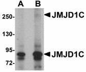 Western blot of JMJD1C in human liver tissue lysate with JMJD1C antibody at (A) 1 and (B) 2 ug/ml.
