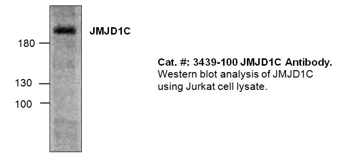 Western blot of JMJD1C antibody LS-X223108.