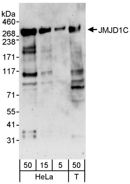Detection of Human JMJD1C by Western Blot. Samples: Whole cell lysate from HeLa (5, 15 and 50 ug) and 293T (T; 50 ug) cells. Antibodies: Affinity purified rabbit anti-JMJD1C antibody used for WB at 0.04 ug/ml. Detection: Chemiluminescence with an exposure time of 3 minutes.