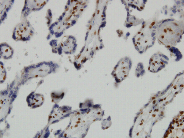 Immunoperoxidase of monoclonal antibody to JMJD1C on formalin-fixed paraffin-embedded human placenta. [antibody concentration 3 ug/ml]