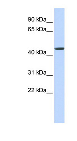 JMJD4 antibody LS-C101438 Western blot of Fetal Heart lysate.