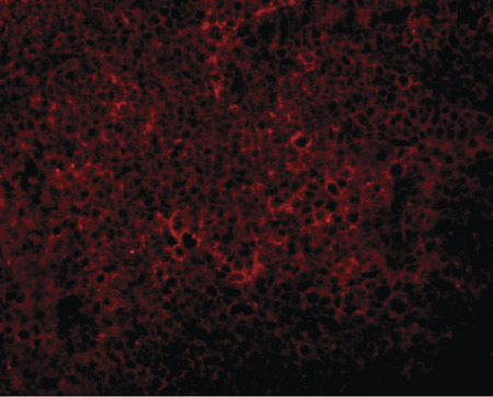 Immunofluorescence of JMJD4 in rat spleen tissue with JMJD4 antibody at 5 ug/ml.