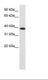 Fetal Kidney Lysate