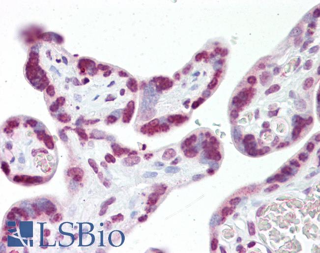 Anti-JMJD6 antibody IHC of human placenta. Immunohistochemistry of formalin-fixed, paraffin-embedded tissue after heat-induced antigen retrieval. Antibody LS-B7234 concentration 10 ug/ml.