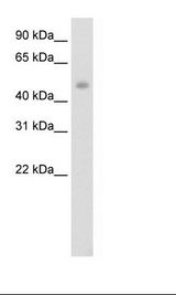Fetal Thymus Lysate