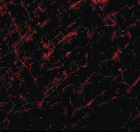 Immunofluorescence of JMJD6 in rat brain tissue with JMJD6 antibody at 20 ug/ml.