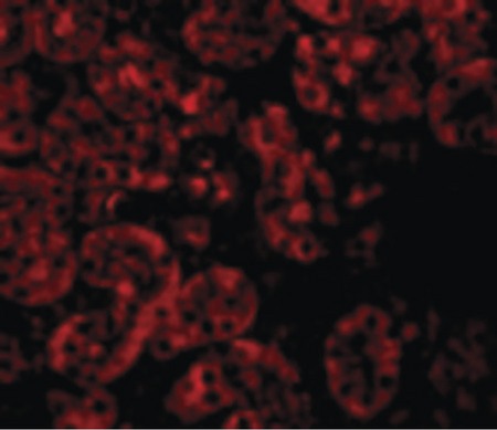 Immunofluorescence of JMJD8 in Mouse Kidney cells with JMJD8 antibody at 20 ug/ml.
