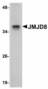 Western blot of JMJD8 in rat kidney tissue lysate with JMJD8 antibody at 1 ug/ml. Below: Immunohistochemistry of JMJD8 in mouse spleen tissue with JMJD8 antibody at 2.5 ug/ml.