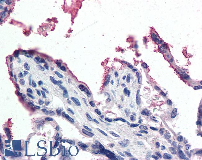 Anti-GPX3 antibody IHC of human placenta. Immunohistochemistry of formalin-fixed, paraffin-embedded tissue after heat-induced antigen retrieval. Antibody LS-B3036 concentration 5 ug/ml.