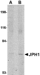 Western blot of JPH1 in 293 cell lysate with JPH1 antibody at (A) 1 and (B) 2 ug/ml