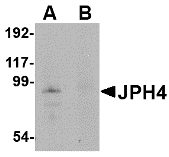 Western blot of JPH4 in mouse brain tissue lysate with JPH4 antibody at 1 ug/ml in (A) the absence and (B) the presence of blocking peptide.